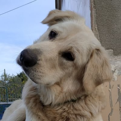 priqueco's profile picture. non sono esperto di niente ma mi riservo il diritto di dire la mia su ogni cosa