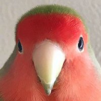 すーさん (@suika_susan) 's Twitter Profile Photo