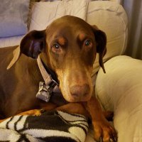 Danna (@allmyteamsleft) 's Twitter Profile