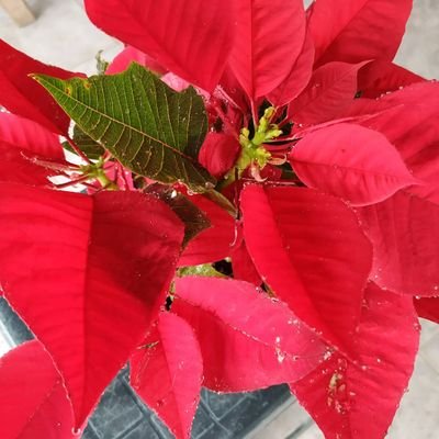 Kouleha's profile picture. Illustrator