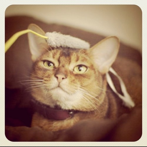 mkuga's profile picture. 猫とカメラと写真が好きです。愛用のカメラ：Hasselblad 500C/M、CONTAX Aria、Rollei35、Nikon Nikomat FTN、SX-70、OLYMPUS E-3、OLYMPUS PEN E-P1。広告業界にて修行中。佐賀県有田町出身。写真はうちのふぶき♀（アビシニアン）