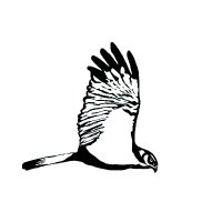 SanganConservation (@jerseywildlife) 's Twitter Profile
