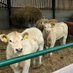 HerdmanstonFarm (@herdmanstonf) Twitter profile photo HerdmanstonFarm (@herdmanstonf) Twitter profile photo
