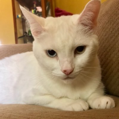 BooKeyday's profile picture. 