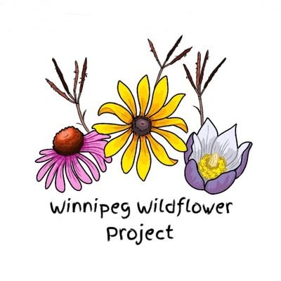 Growing native seeds for urban prairie restoration • #PrairieOnWinnipeg • winnipegwildflowers@gmail.com