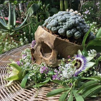 PortalPercepcao's profile picture. 🍃 🔥 💦 ⛰️