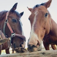 大阪公立大学杉本キャンパス馬術部 (@uma_uma_ocu) 's Twitter Profile Photo 大阪公立大学杉本キャンパス馬術部 (@uma_uma_ocu) 's Twitter Profile Photo