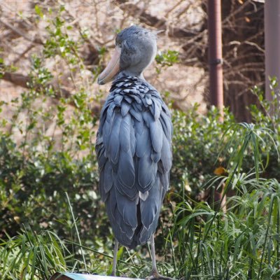 ducky_color's profile picture. 爬虫類との生活をひっそりと楽しんでいます。楽しみが過ぎて第一種動物取扱業の登録（70-0180号）、不定期となりますが自家繁殖個体の販売をしております。よろしくお願いします！
