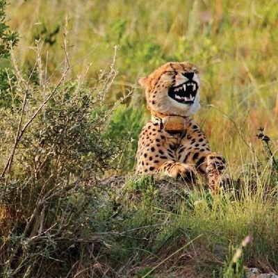 masvegas33's profile picture. proudly Karanga muVhitori