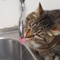 ismahell (@ismahellkafka) 's Twitter Profile