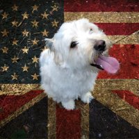Vladimyr (@sirvladimyr) 's Twitter Profile