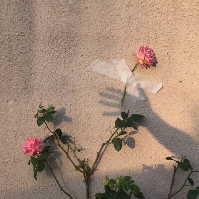 zooonc's profile picture. 💓