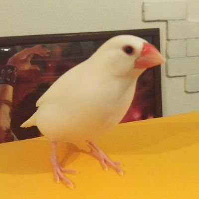 tearicase's profile picture. オーディオ、DAP、趣味諸々
カメラと3Dプリンタ入門しました。
ZiShan Z3改造まとめました。
https://t.co/Hwa4T7YzS7