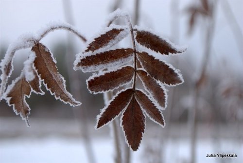 juhaylipekkala's profile picture. Hack of all^Wsome trades, master of none.