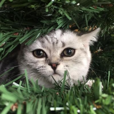 g9rfy's profile picture. 