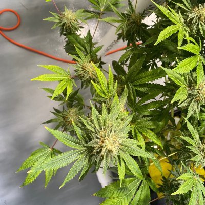 Top-notch, medical grade cannabis grown with 💚 and lots of water, in Rhode Island.
RI state licensed medical marijuana cultivator
Nothing for sale
21+