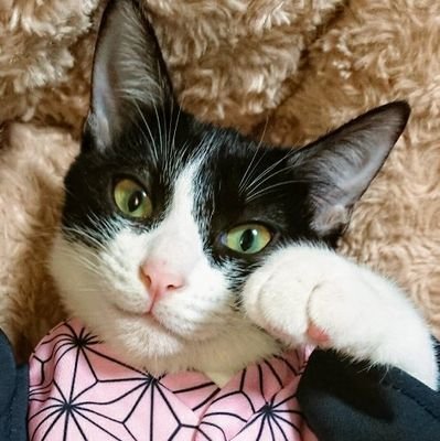 🐱ねねこ🐯さんのプロフィール画像