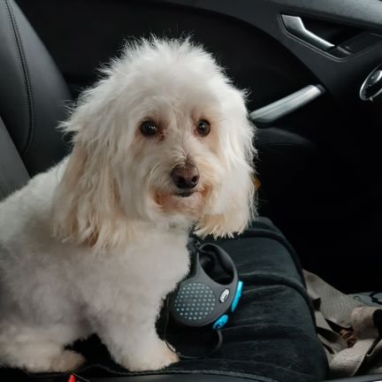 I am very fluffy,my fringe sticks up and if I like you I will lick you . I am a Therapy dog so visit lots of people and get lots of attention which I love.