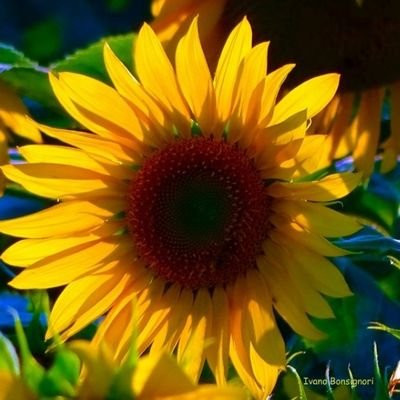 zen_arau's profile picture. Constitución del 93 ♥️, enemiga de terroristas Trabajo duro por lo que quiero. Alberto Fujimori el mejor presidente que tuvo el Perú. Nada que ver con Keiko.