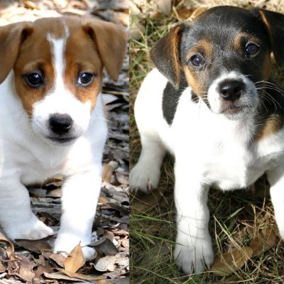 thebobbyb's profile picture. old female, Please write me on Twitter - no DMs. It never works out. No MAGA. Dogs and Horses. No Scammers. No lists PLEASE. Sorry for typos. Typoglycemia fan.