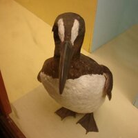 Carrie Laben (@pinguinus) 's Twitter Profile