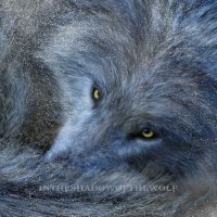 Intheshadowofthewolf(@AEAllen27) 's Twitter Profile Photo