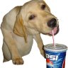 dogdrinkinpepsi's profile picture. HELLO.