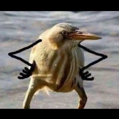 screamandletyou's profile picture. 