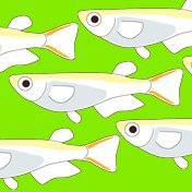 日本魚類学会若手の会は2019年2月10日付で学会公認の任意組織として設置されました。このアカウントでは若手の会の活動を紹介・案内したり、若手にとって有益な情報のRTなどを行なっていきます。問い合わせや会員の研究成果の広報依頼等はリプライ・DMからどうぞ!