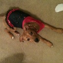 Nola Craft - @Nolathepitbull - Twitter