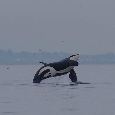 Sooke Whale Watching promises a trip of a life time!
Located on Vancouver Island in Sooke BC, Canada.
Call 250-642-2343
info@sookewhalewatching.com