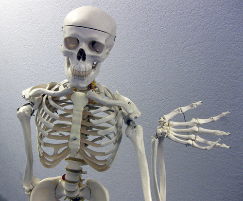 I'm Bones, the official greeter of patients at Mull Chiropractic in Long beach. I'm handy around the office, good with kids, and I don't require lunch breaks!