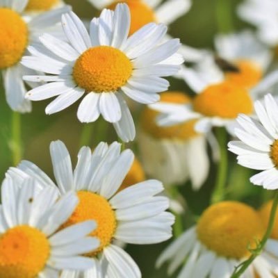 7JnPMspVZz7GoQc's profile picture. お気軽にフォローして下さい☕️ 🌻20代半ば女です。毒親育ち。兄弟が軽犯罪者。数年鬱病を患っています。 #毒親 #うつ病 #社会不安障害