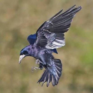 wistmanswords's profile picture. Tea-drinking mountain cryptid. I like taxonomies and buying notebooks that will never be used.