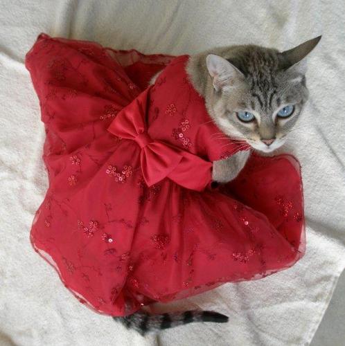 sittinknittin's profile picture. 