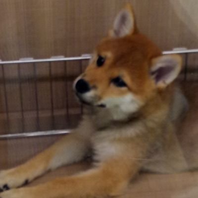 柴犬が好きです