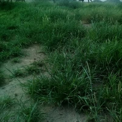 اعيش حياتي متوكل على ربي
ومن توكل عل  الله ما خاب