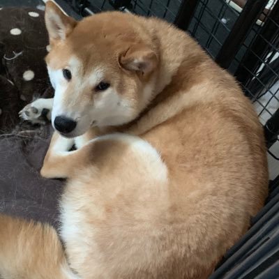 ちゃむりん On Twitter お姫様抱っこされる時のドヤ顔 柴犬を崇めよ 抱っこ好き犬 モフりたくなる画像 ポルポ