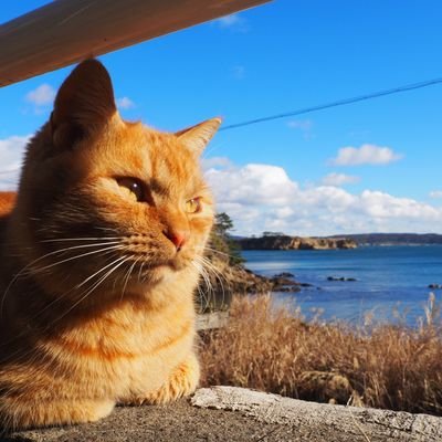 ひとり旅の記録/猫島が好き/田代島は癒しの場所😺
(鍵垢からのフォローはブロックする事があります🙇)