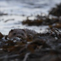 Wild Islay Birding(@WildIslayBirds) 's Twitter Profile Photo