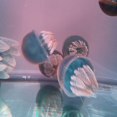 pankousako's profile picture. 🍆🍥と💥🥦とごゆがすき。20↑