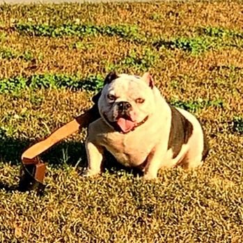 Breeding unique French ,English, and Bullies