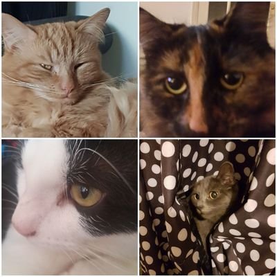 🐺🐱🐺🐱 GiGi..Molly..Tommy and Jack..😻😻😻😻 Dutch cheesehead living in England..