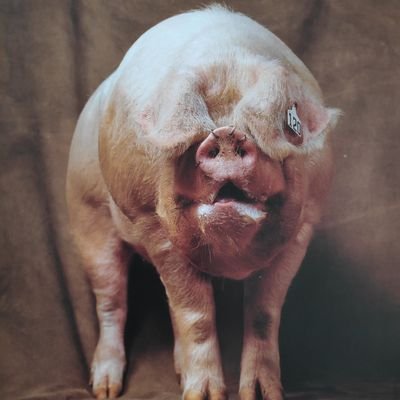 JedenzweitenTag's profile picture. Christ