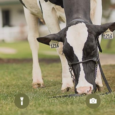 NewMarsDairy's profile picture. @New Mars Dairy we love the canadian kind, a balanced high type Holstein with great production