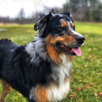 Golf Course Superintendent, part time outdoorsman, dog nut, husband and dad!
