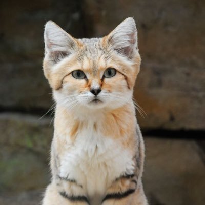 CatMarlett's profile picture. They call me Cat. Wife, cat mom, common sense conservative, software incident management specialist who escaped California.