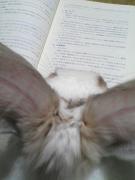 niemand (Lv593)さんのプロフィール画像