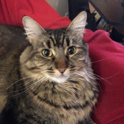 quoodle1's profile picture. 