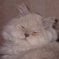 Esen Cerrahoglu (@esencerrahoglu) 's Twitter Profile